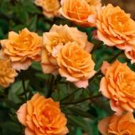 Роза спрей Клементин в контейнере